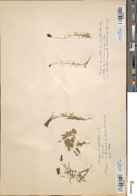 spécimen de Campanula rotundifolia