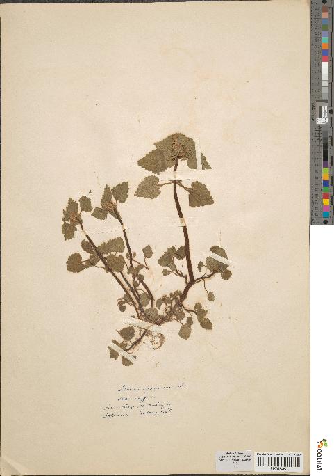 spécimen de Lamium purpureum