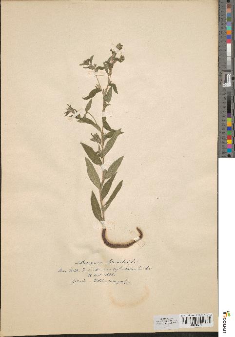 spécimen de Lithospermum officinale