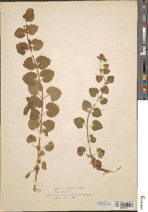 spécimen de Glechoma hederacea