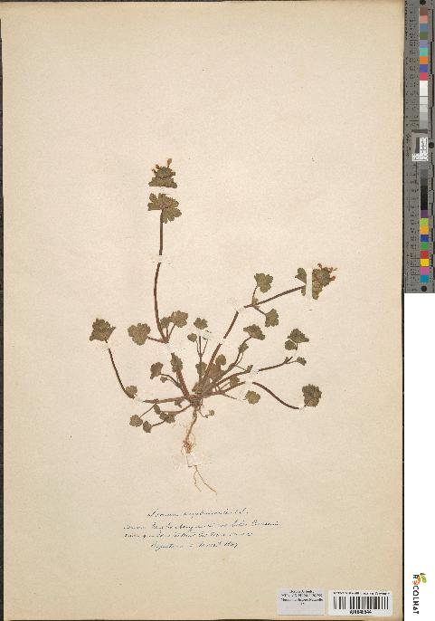 spécimen de Lamium amplexicaule