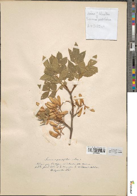 spécimen de Fraxinus parvifolia