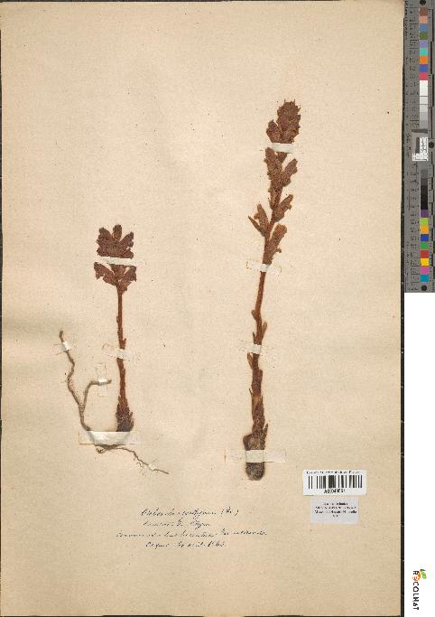 spécimen de Orobanche epithymum