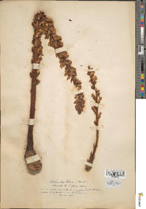 spécimen de Orobanche hederae