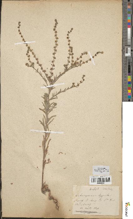 spécimen de Echinospermum lappula