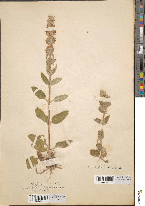 spécimen de Stachys germanica