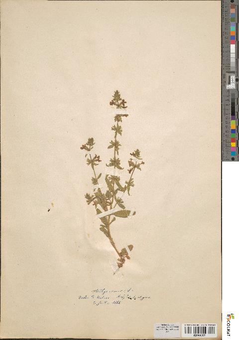 spécimen de Stachys annua