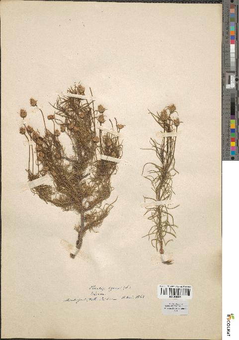 spécimen de Plantago cynops