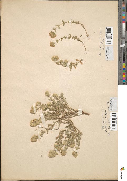 spécimen de Teucrium polium