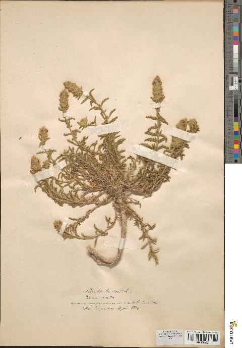 spécimen de Sideritis hirsuta