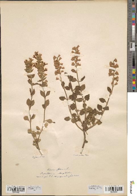 spécimen de Teucrium flavum