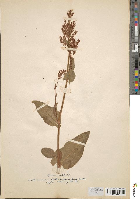 spécimen de Rumex acetosa