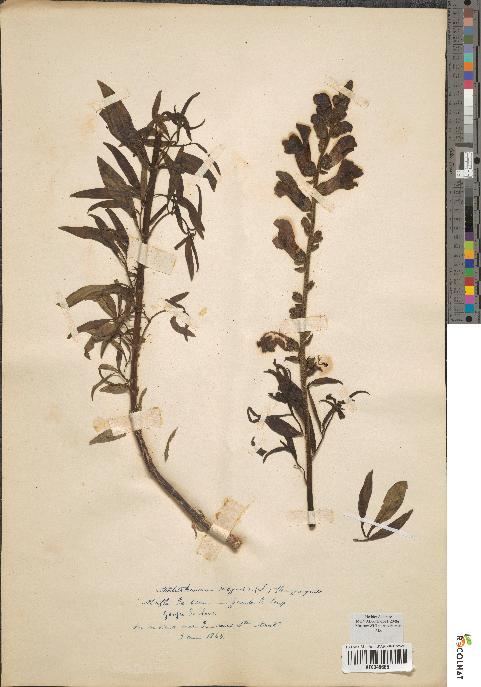 spécimen de Antirrhinum majus