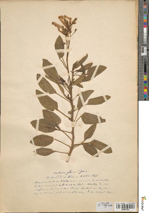 spécimen de Nicotiana glauca