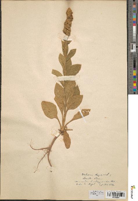 spécimen de Verbascum thapsus
