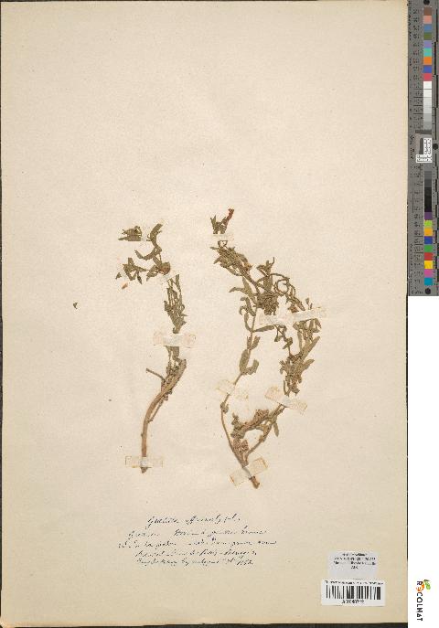 spécimen de Gratiola officinalis