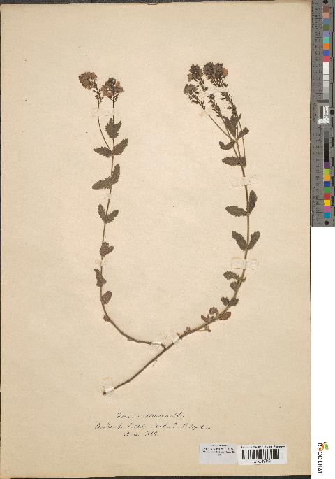 spécimen de Veronica teucrium