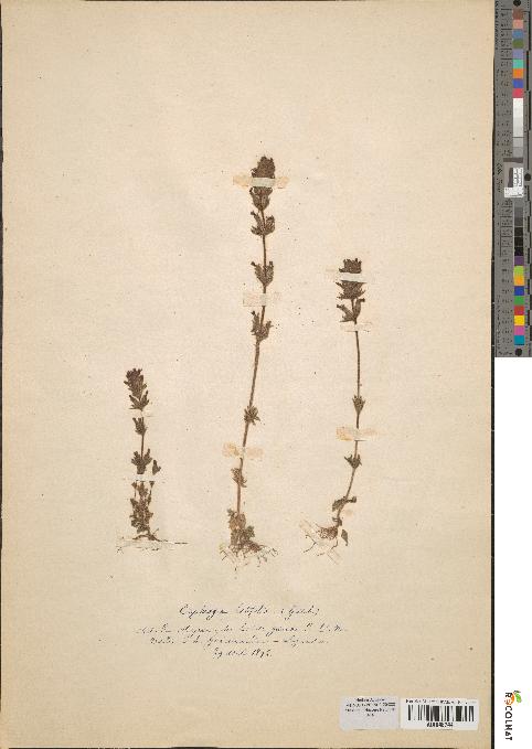 spécimen de Euphrasia latifolia