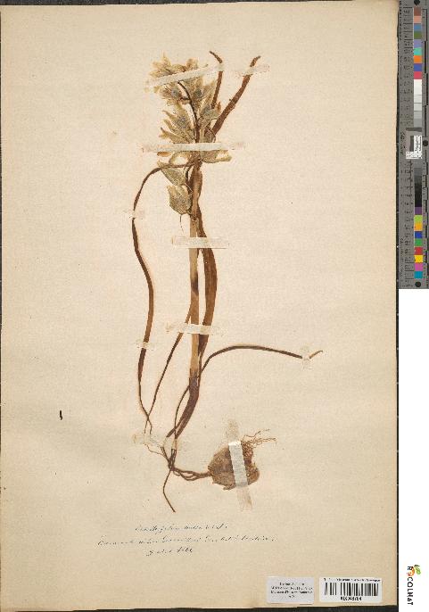 spécimen de Ornithogalum nutans