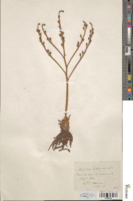 spécimen de Asphodelus fistulosus