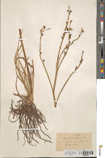 spécimen de Asphodelus fistulosus