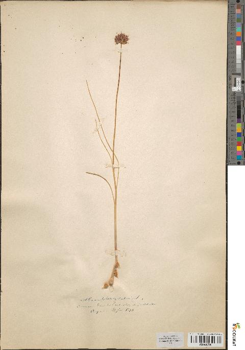 spécimen de Allium sphaerocephalum
