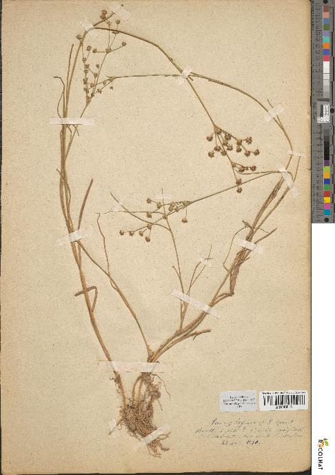 spécimen de Juncus lagenarius