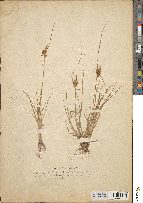 spécimen de Carex oederi