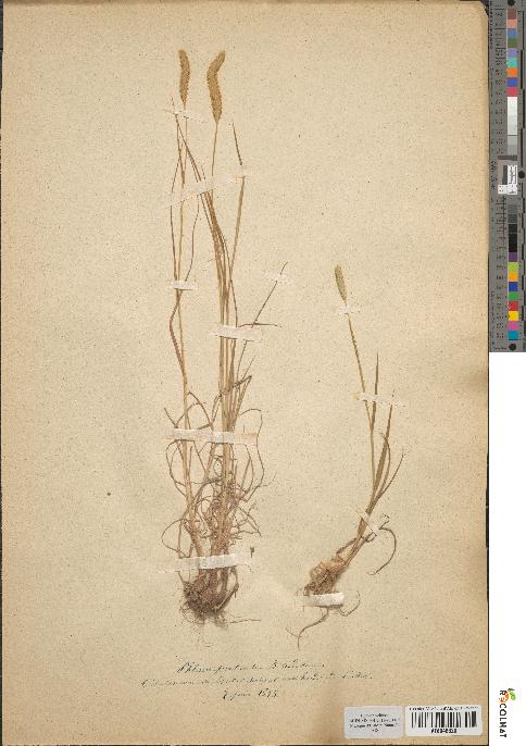 spécimen de Phleum pratense