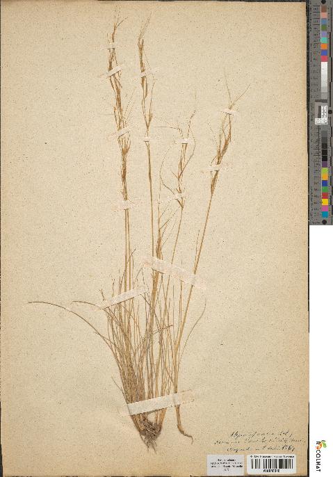 spécimen de Stipa juncea