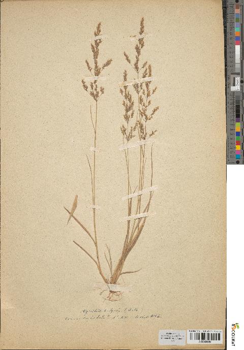 spécimen de Agrostis vulgaris