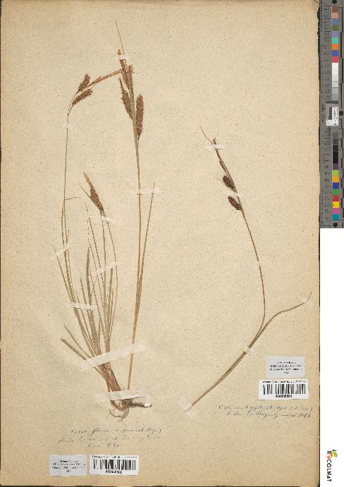 spécimen de Carex glauca