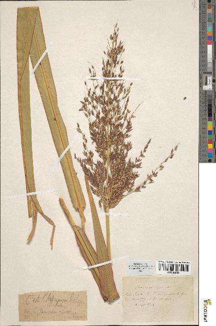 spécimen de Panicum repens