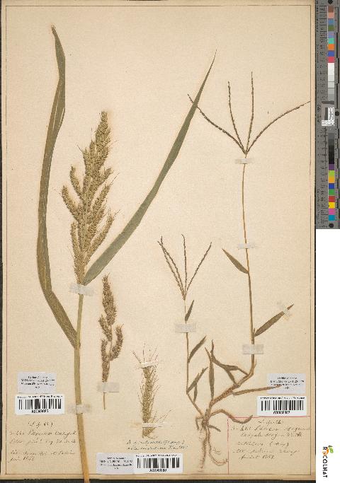 spécimen de Panicum sanguinale