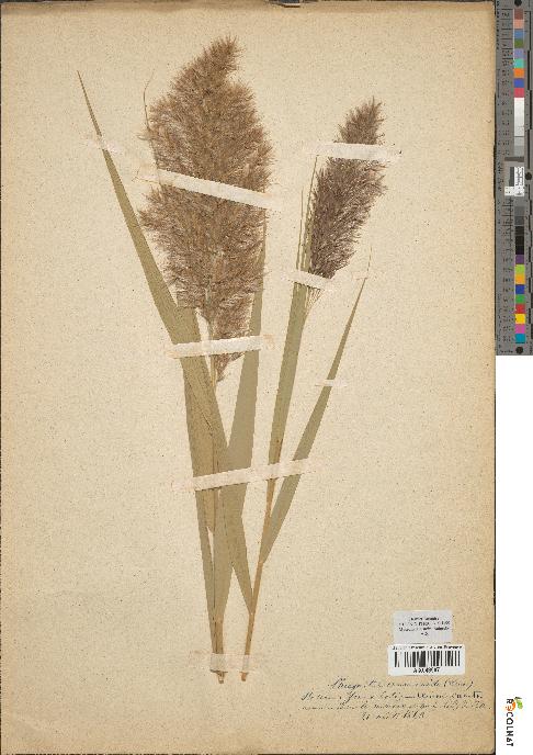 spécimen de Phragmites communis