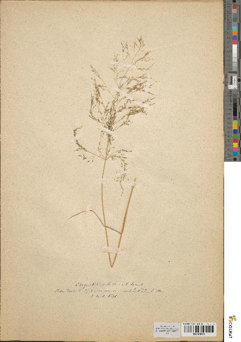 spécimen de Eragrostis pilosa