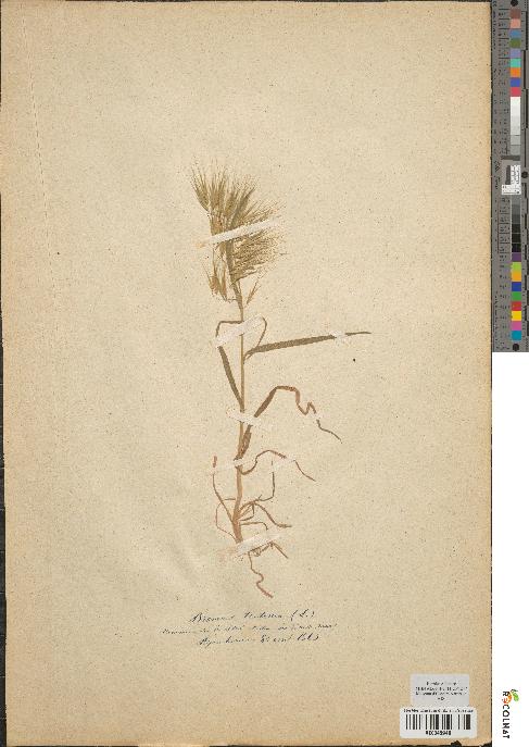 spécimen de Bromus tectorum