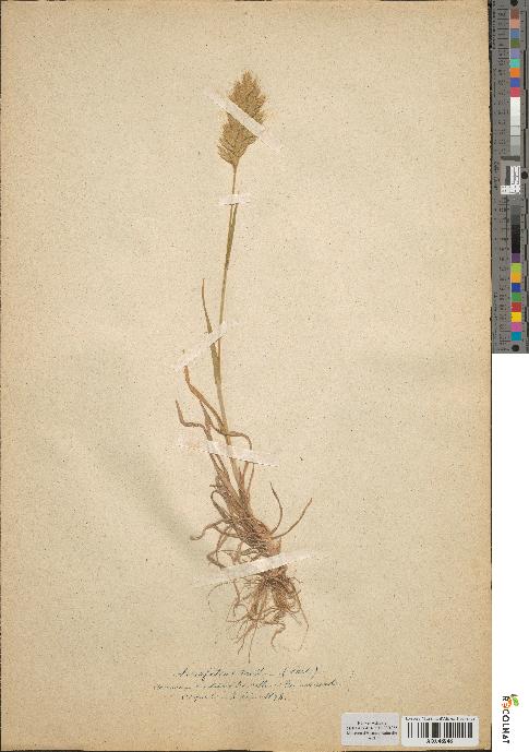 spécimen de Serrafalcus mollis