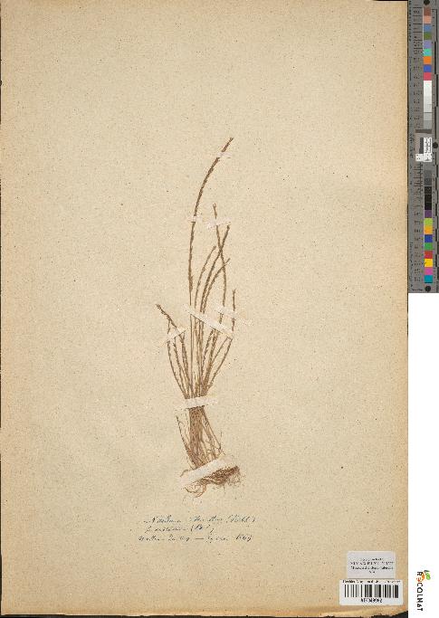 spécimen de Nardurus tenellus