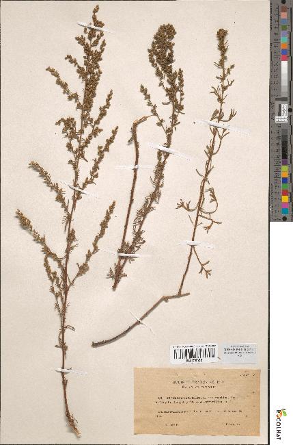 spécimen de Artemisia campestris