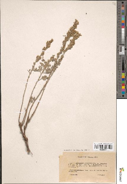 spécimen de Artemisia gallica