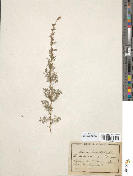 spécimen de Artemisia chamaemelifolia