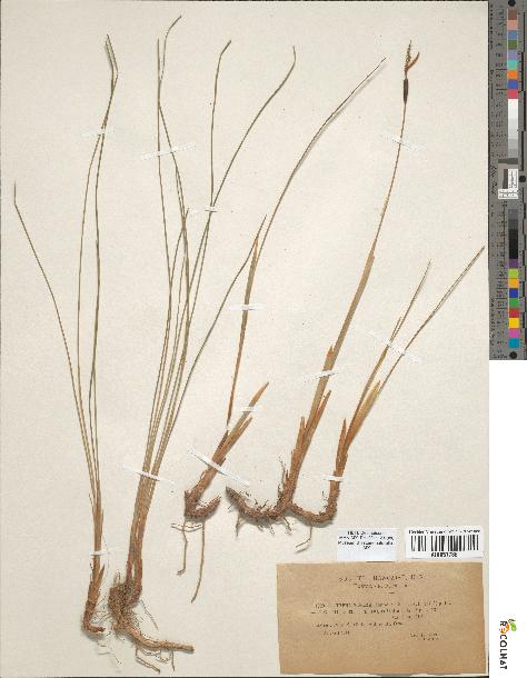 spécimen de Typha minima