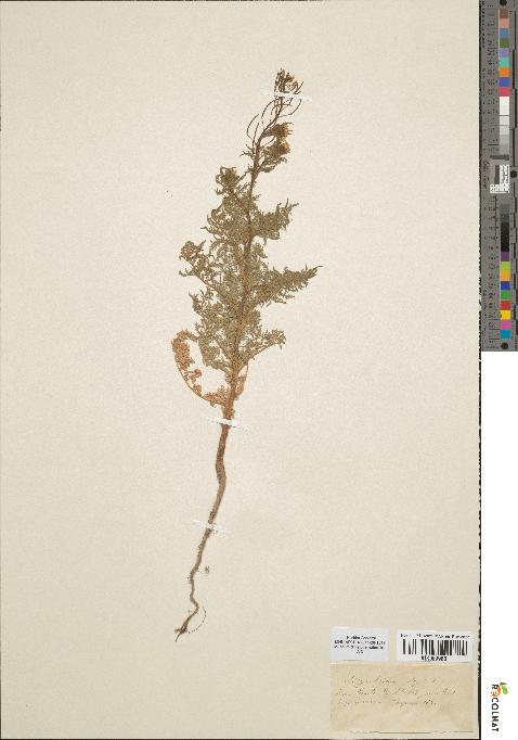 spécimen de Sisymbrium sophia