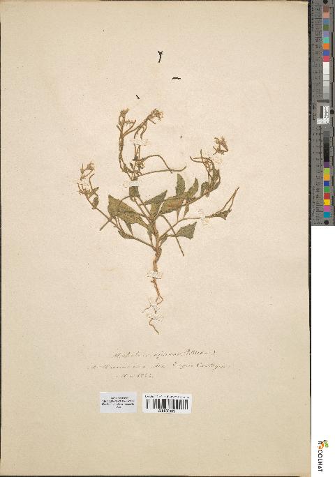 spécimen de Malcolmia africana