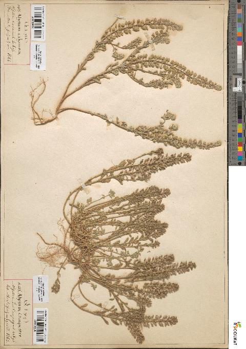 spécimen de Alyssum campestre