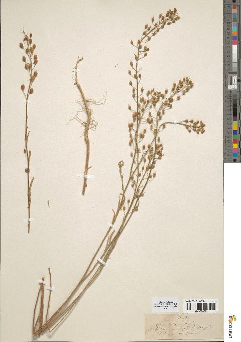 spécimen de Camelina sylvestris