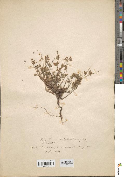 spécimen de Helianthemum marifolium