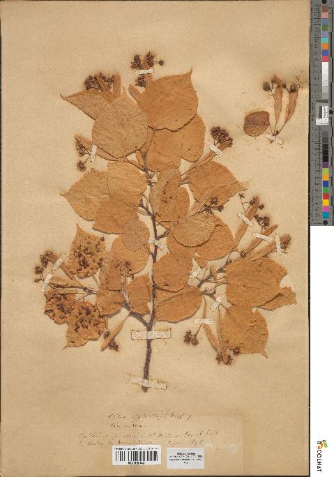 spécimen de Tilia sylvestris