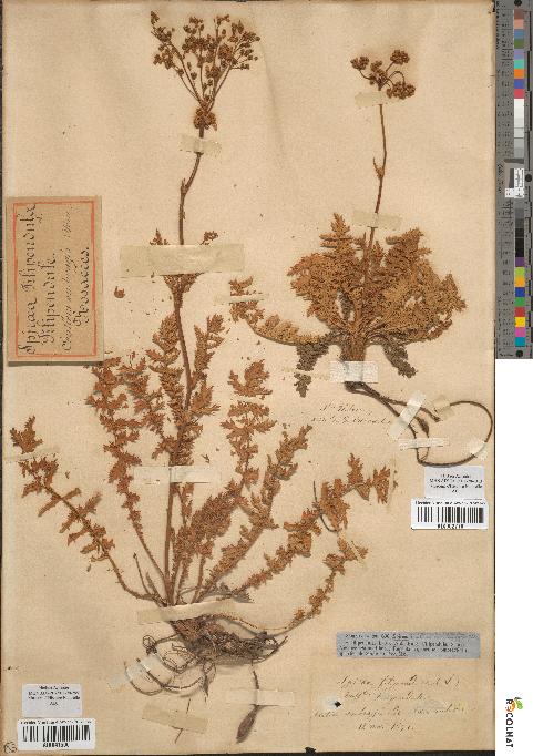 spécimen de Spiraea filipendula